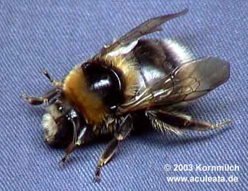K�nigin der Semenov-Hummel (Bombus semenoviellus)