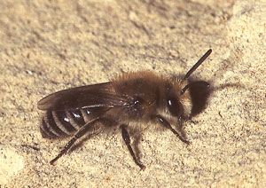 Seidenbiene Colletes daviesanus
